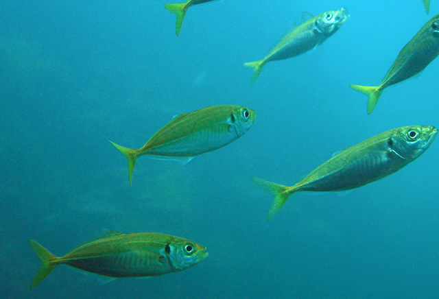 Trachurus japonicus (Temminck & Schlegel, 1844)